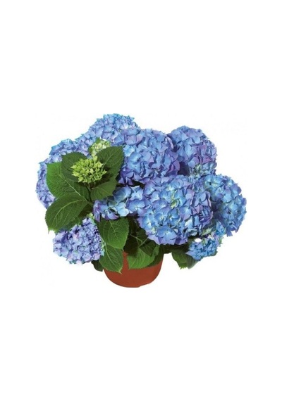 Ortanca Çiçeği Hydrangea Mavi 40 Cm Ev Bitkisi Ofis Bitkisi Bahçe Bitkisi