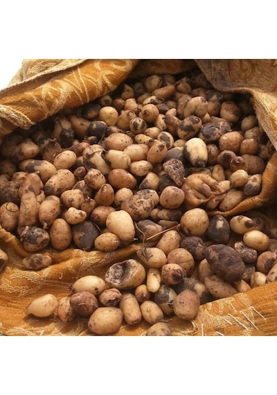 Salep Yumrusu Tohumu 10 Adet