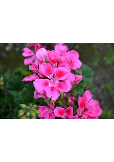 Pembe Sakız Sardunya Çiçeği Fidanı 10-20 Cm