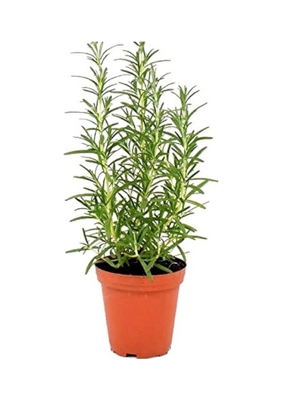 Biberiye Rosmarinus Officinalis 20 Adet