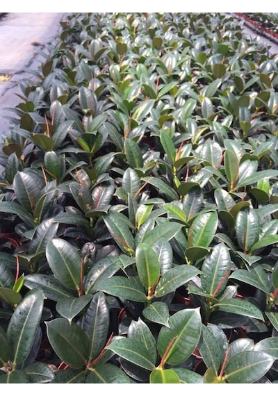 Hediyelik Mini Boy Kauçuk Çiçeği Canlı Yapraklı 20-45cm Ficus Elastica