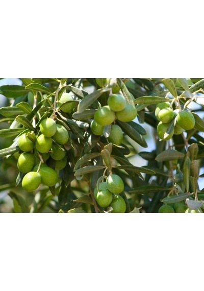 Thebestonline Gemlik Yeşil Zeytin Fidanı, 1 Adet