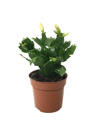 Schlumbergera 'White' (Yılbaşı Çiçeği) Ø8,5 CM Y15-20 CM
