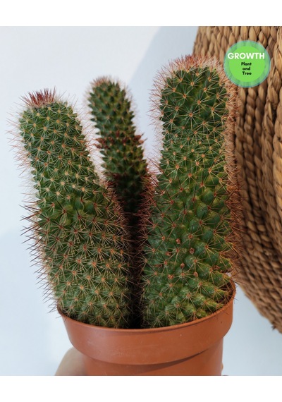 Mammillaria Spinosissima Group 1 Adet