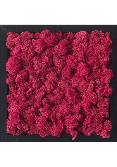 Reindeer Moss Mürdüm Şoklanmış Norveç Yosunu 30gr