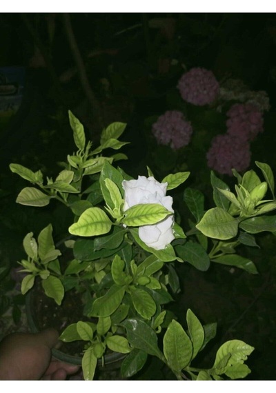 Videolu 1 Adet Hoş Kokulu Gardenya Çiçeği Salon Bitkisi 25-35 Cm Saksılı Iç Mekan Bitki Gardenia