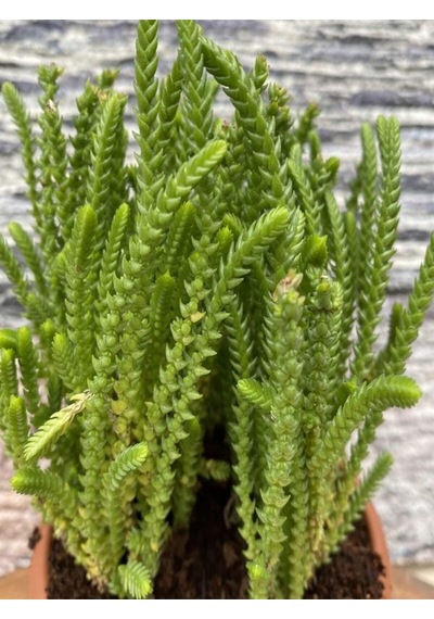 Videolu Mini Saksıda 1 Adet Prenses Çamı 10-25cm Princess Pine