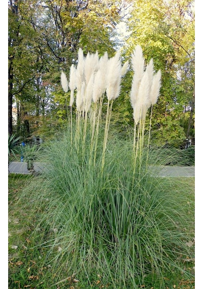 Stipa Pampas Otu Fidanı 40 Cm 1-2 Yaş Arası Tüplü