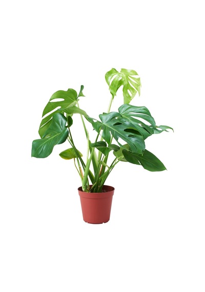 Monstera Deliciosa Deve Tabanı 60-80 Cm Orta Boy