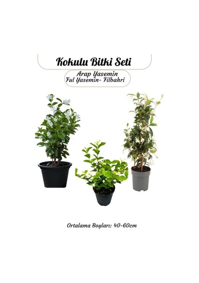Yoğun Kokulu Bahçe Çiçeği Seti Ful Yasemin+ Arap Yasemin+filbahri Çiçeği