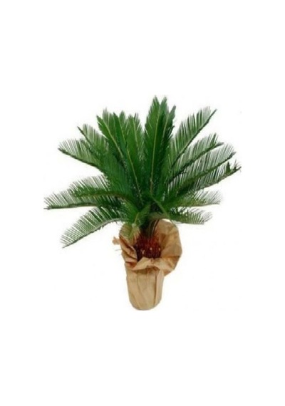 Cycas Ağacı Tohumu Sikas Ağacı Tohumu Revoluta Süs Ağacı 5 Adet Dev Tohum