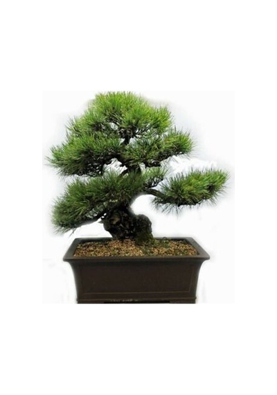 3'Lü Set Bonzai Ağacı Tohumu Bonsai Acer Rubrum Çınar Selvi Ekim