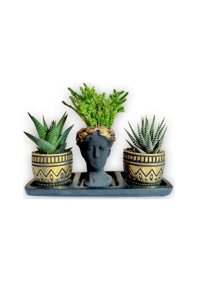 Haworthia 3'lü Sukulent Seti Helen Siyah & Gold Seri