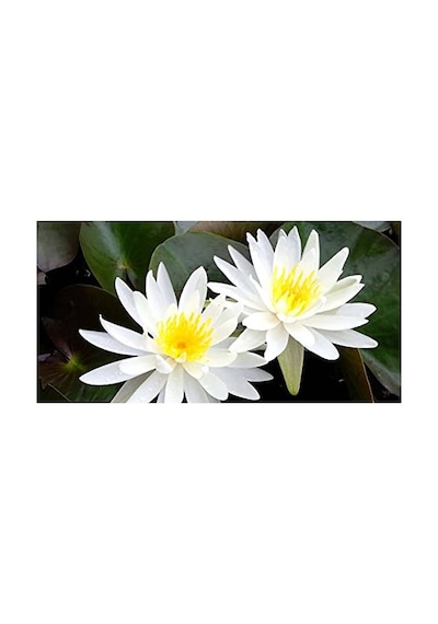 Nilüfer Lotus Çiçeği Tohumu, 10 Adet, Su Bitkisi Olarak İdeal
