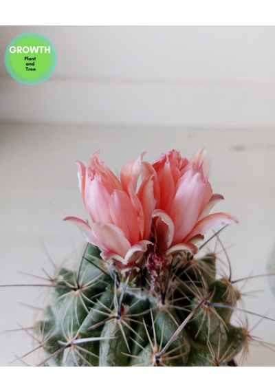 Coryphantha Pseudoechinus Kaktüs 1 Adet