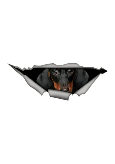 Dachshund Cinsi Köpek Araba Sticker Yapıştırması