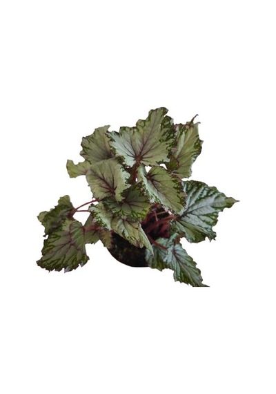Begonia Rex Asian Rex Begonya Bitkisi