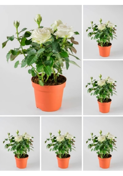 Videolu Yediveren Krem Beyaz Renginde Yoğun Kokulu 40 60 Cm 2 Adet Saksılı Aşılı Gül White Rose