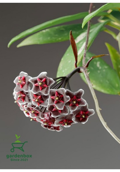 Özel Tür Siyah-bordo Mum Çiçeği 10-20cm Saksılı Çok Yıllık Bitki