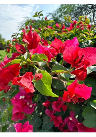 Begonvil Sarmaşığı-kırmızı Bougainvillea