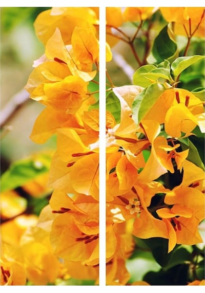 Videolu Sarı Sarıcılı Begonvil Çiçeği Fidanı 40-80 Cm Saksılı Dış Mekan Ağaçları Bougainvillea