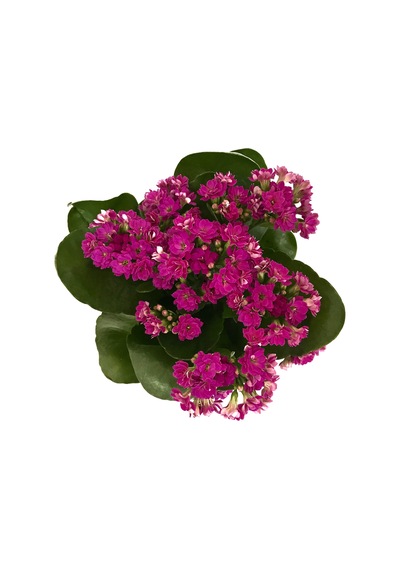 Kalanchoe Calandiva 'Purple' (Kalanşo Çiçeği) Ø10,5 CM Y15-20 CM
