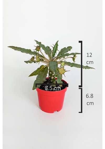 Dorstenia Foetida Özel Tür Nadir İlginç Sukulent 8.5 Cm Kırmızı S