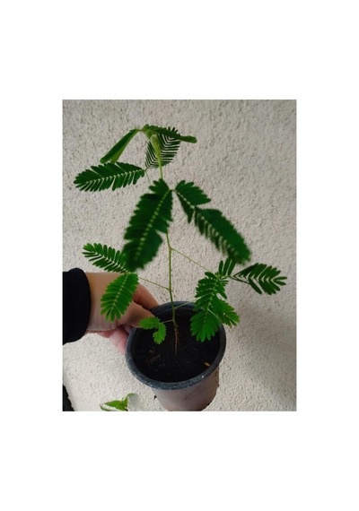 Formlu Küstüm Çiçeği Fidesi Fidanı 10-20 Cm