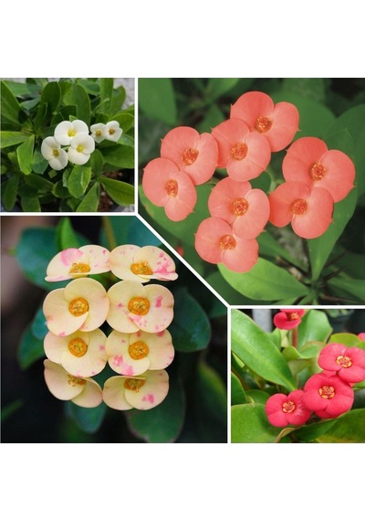 Nura Botanik 4 Adet Dikenler Tacı Sarı-kırmızı-pembe-beyaz Doğa Flora