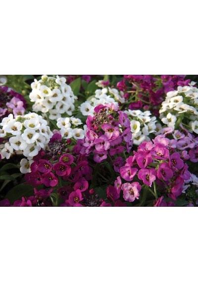 Alyssum Karışık Renk Çiçekli Kokulu Çiçekler500+Tohum N113793