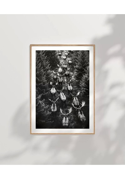 Çerçevesiz Poster Ormanın Sessiz Sürüsü