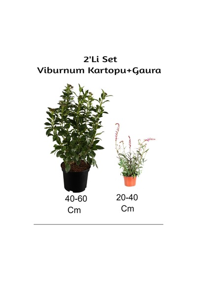 Çok Avantajlı Viburnum Kartopu+ Gaura Çiçeği 2'li Set Dış Mekan Bitkisi