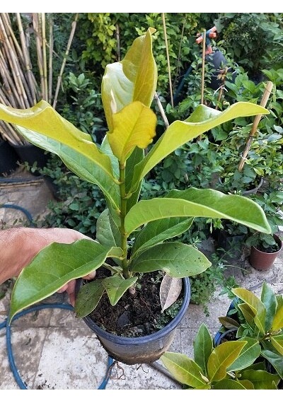 Manolya Ağacı 30-40 Cm. Saksıda. 12 Ay Dikilebilir N11.6748