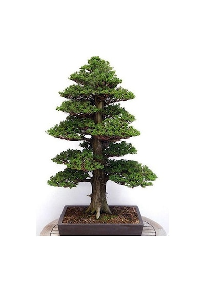 Bodur Lübnan Sediri Bonzai Ağacı Tohumu 5 Tohum + Bonsai Tohumu
