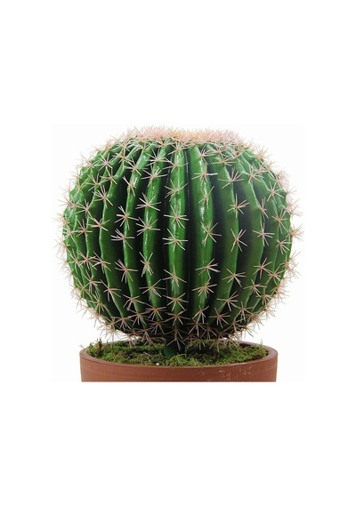 Yapay Altın Fıçı Barrel Kaktüs 55 Cm-2193