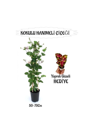 Mis Kokulu Hanımeli Çiçeği 1 Adet+kırmızı Yeşil Yaprak Güzeli Hediye Peyzaj Seti