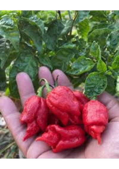20 Adet Tohum Kırmızı Dünyanın En Acı Biberi Habanero Biberi Tohu