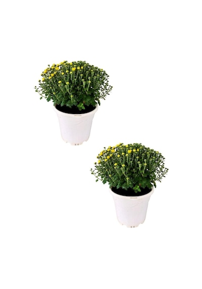 Kasımpatı Chrysanthemum 2 Li Set 20-25cm Sarı
