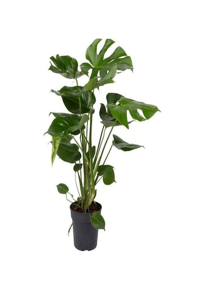 Videolu Deve Tabanı Çiçeği 1 Adet Saksılı 60-100cm Iç Mekan Salon Bitkisi Monstera Deliciosa