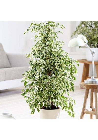Benjamin Ficus Starlightt