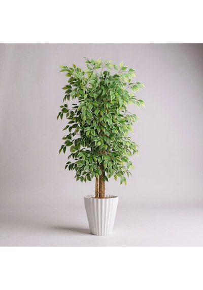 150 Cm Yapay Ficus Beyaz Lilyum 31x58 Dekoratif Ağaç