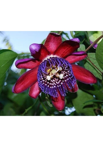 Nadir Passiflora Quadrangularis Tohumu Ekim Seti 3 Tohum Pasiflora Tohumu Saksı Toprak Kombin