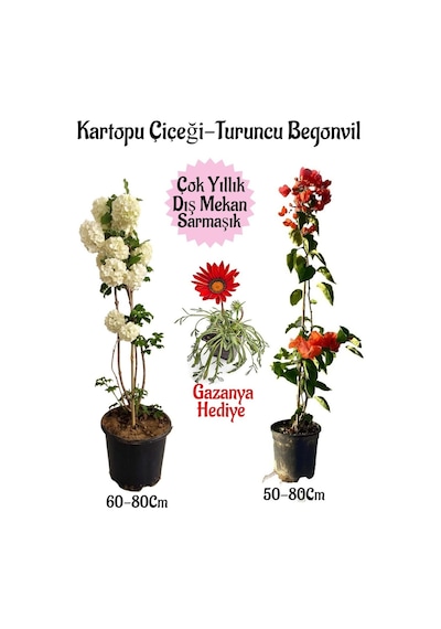 Kartopu Çiçeği 1 Adet +turuncu Begonvil 1 Adet+kırmızı Gazanya Saksılı Bahçe Seti