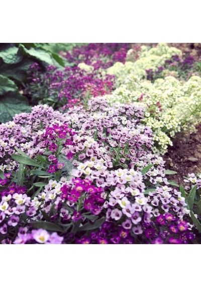 Karışık Kraliyet Halısı Çiçeği Tohumu Alyssum Flower Tohumu Yetiştirme Kiti