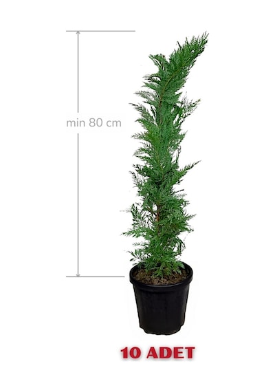 Melez Servi Leylandi Fidanı 80 Cm X 10 Ad