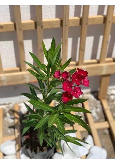 Koyu Kırmızı Zakkum Çiçeği Çok Yıllık 1 Adet Saksılı/ Tüplü 30-60 Cm Red Oleander