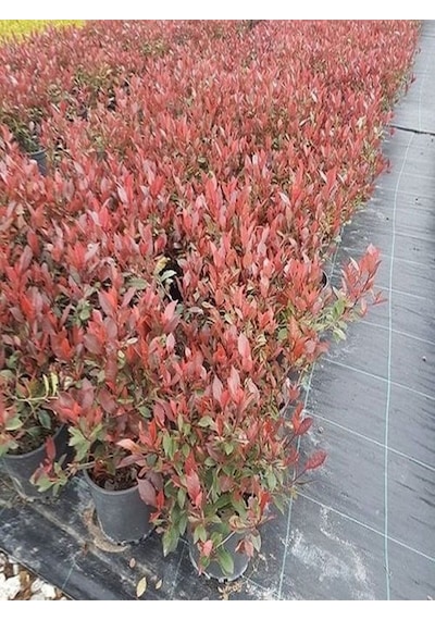 Videolu 1 Adet Alev Çalısı Çiçeği Fidanı 40-60cm Saksılı Burning Bush