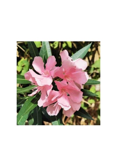 Zakkum Çiçeği Fidanı Pembe 10-20 Cm