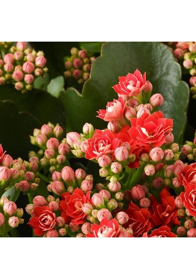 Ikea Kalanchoe Canlı Bitki, Çok Renkli, 10.5 Cm, Kalanchoe Calandiva