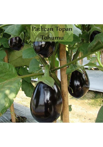 Patlıcan Tohumu 1 Paket Topan Patlıcan Tohumu Kapalı Paket Yüksek Verimli Tohum